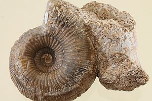 Ammoniten 3507